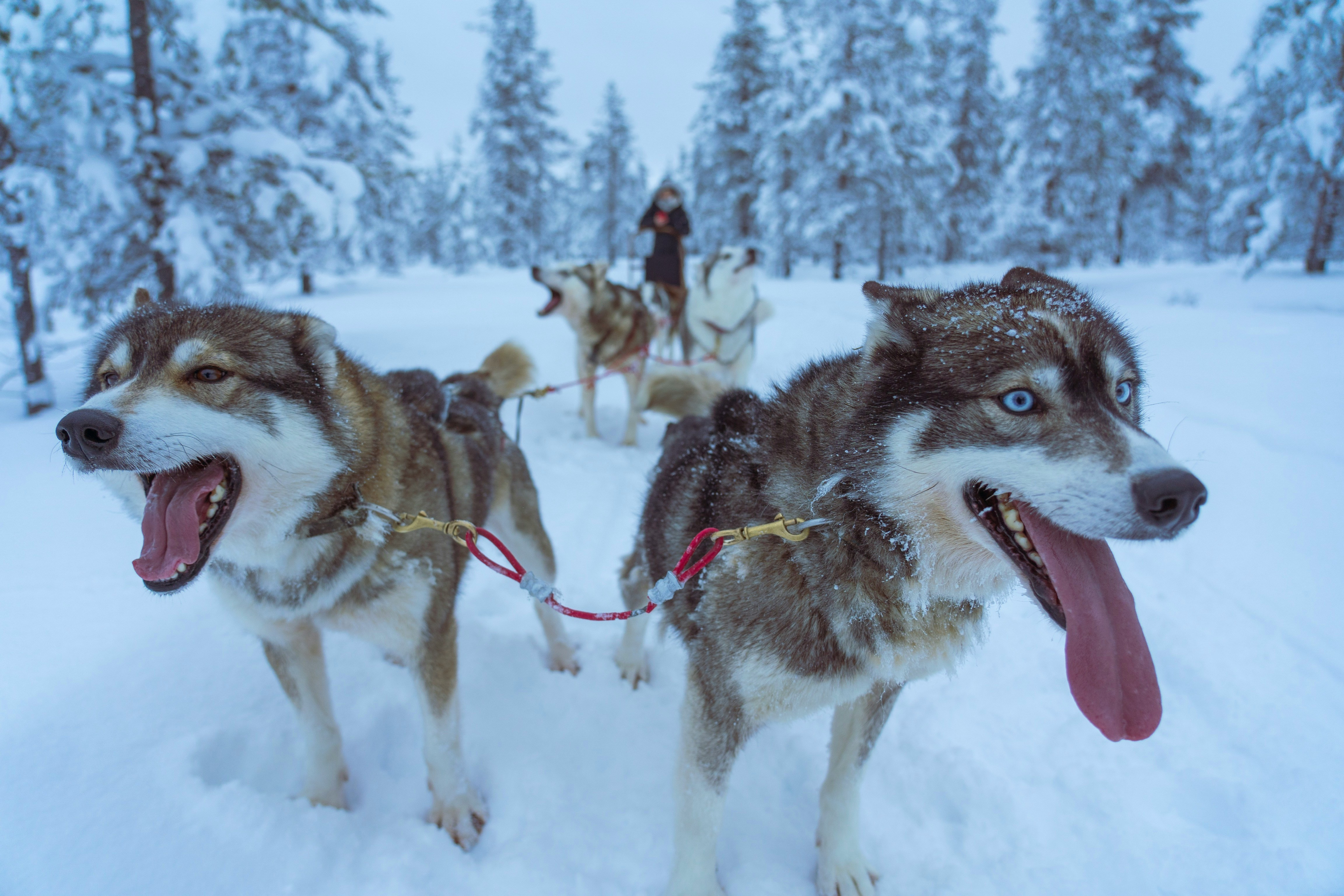 faites une agréable excursion en chien de traineaux à l'hotel feu du groupe 4 Élements